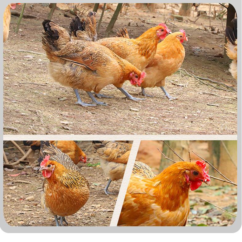 鹤盛德岙村养殖户因语言障碍销路受阻盼帮忙