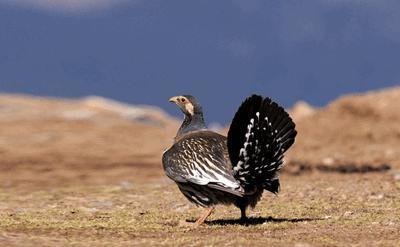 名鸡让你开眼界：身怀啥样的绝技 能让它们挤进国内外前十！