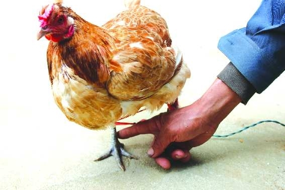 蹊跷母鸡长俩一次下两俩蛋