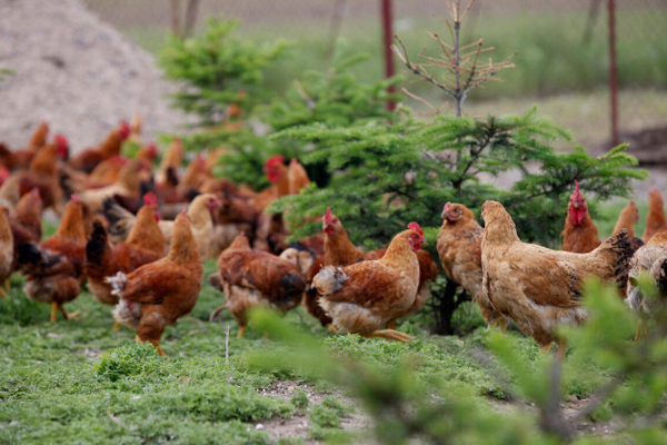 林上采果 林下养殖——邱丙远桃林养鸡走出生态致富路