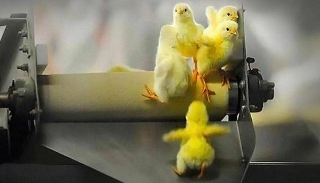 每年约70亿只小鸡刚出生就被丢进绞肉机做成宠粮为啥这么做？