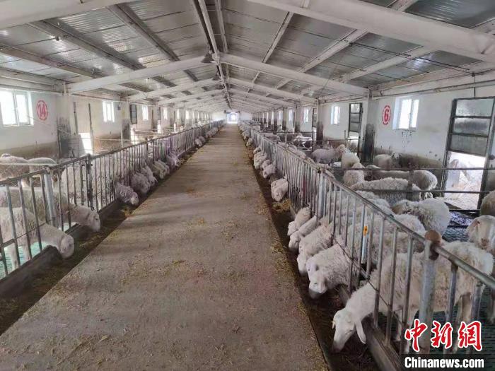 内蒙古推动羊绒产业绿色低碳发展