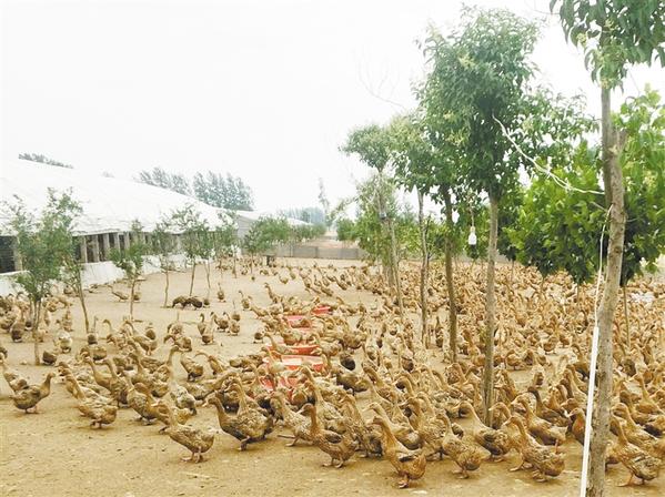 灵台：养好“致富牛” 蹚出乡村振兴新路子