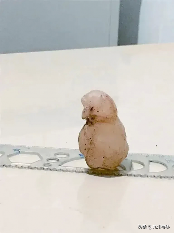 女子杀鸡时从鸡肚里取出大块异物有人说是价值连城的宝物