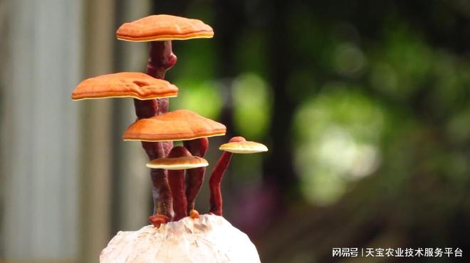 每斤售价几千上万元这些珍稀顶级菌菇你知道几个？