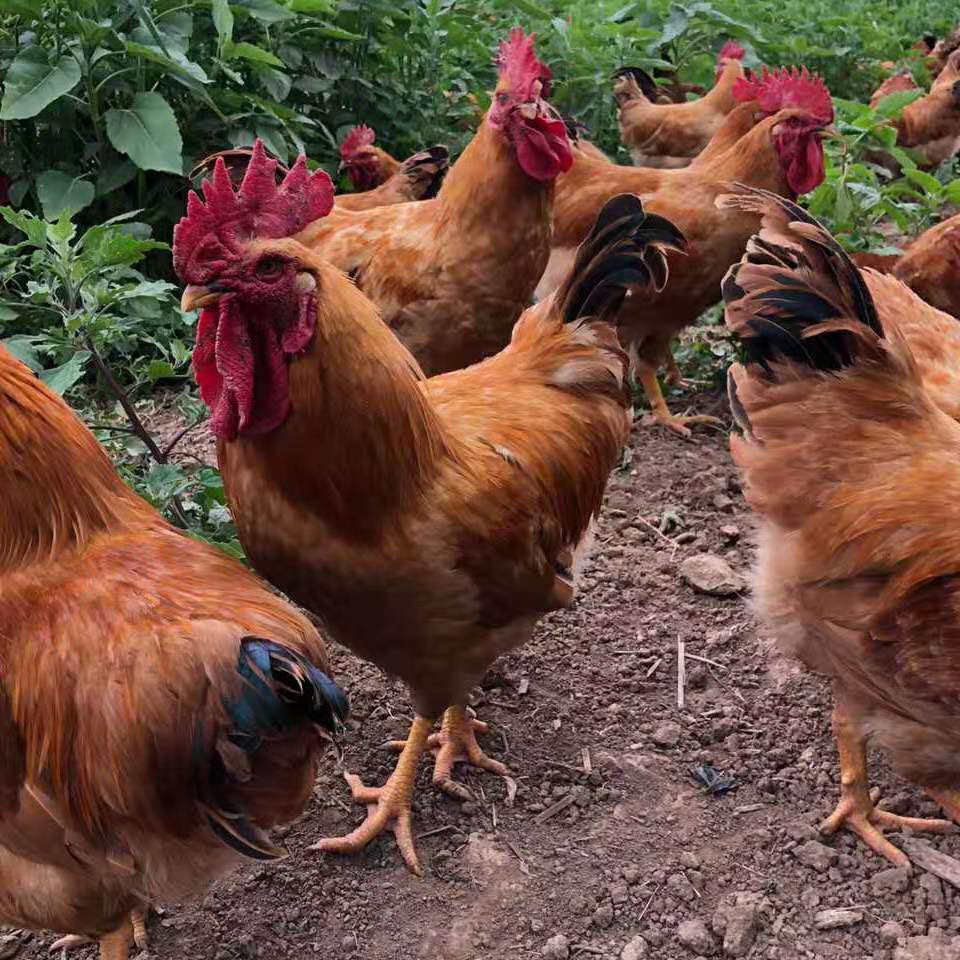 中国质量新闻网