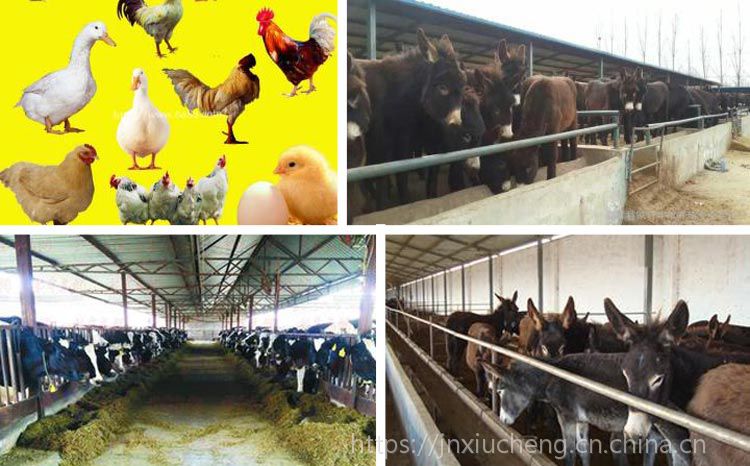 鳄鱼养殖产业：2025规范化发展迈出新步伐