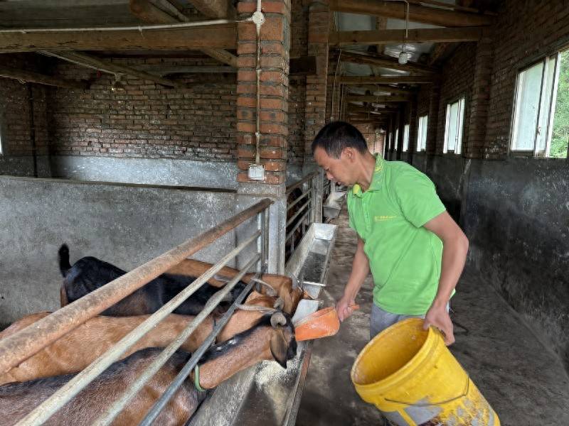 广元市利州区宝轮镇乡村振兴成果展示系列报道——杨正平：从贫困