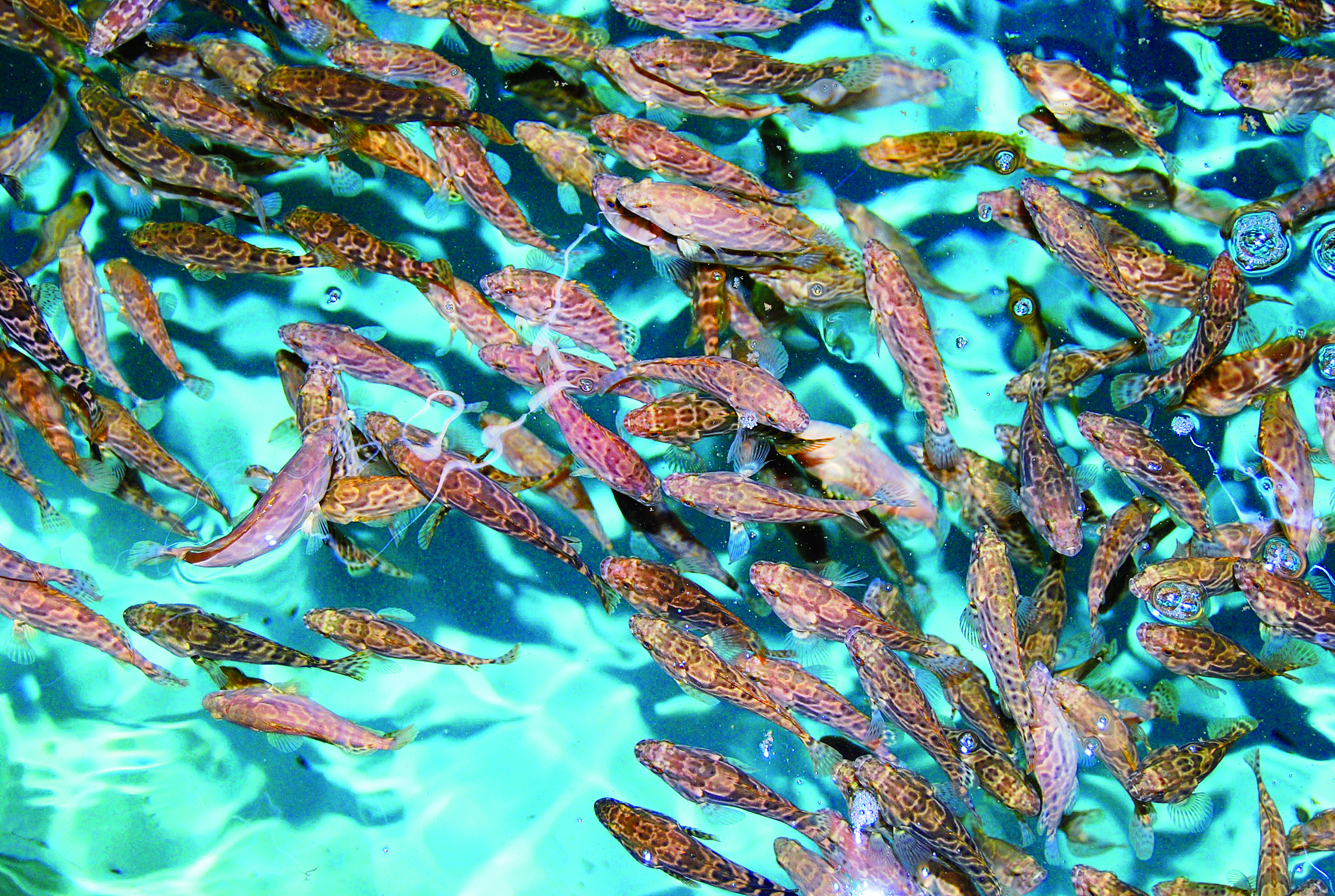 攻种业芯片筑蓝色粮仓！惠州加速打造现代化海洋牧场